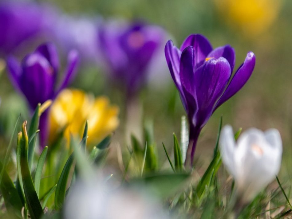 Łódź. Żonkile i krokusy opanowały Piłsudskiego. Wiosna w Łodzi w najpiękniejszym wydaniu