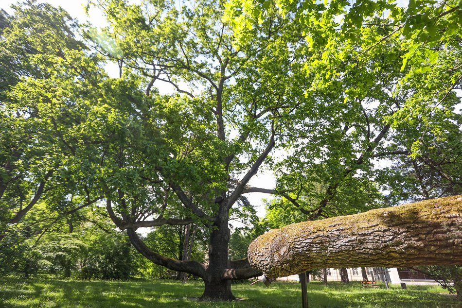 фото Konrad Ciężki