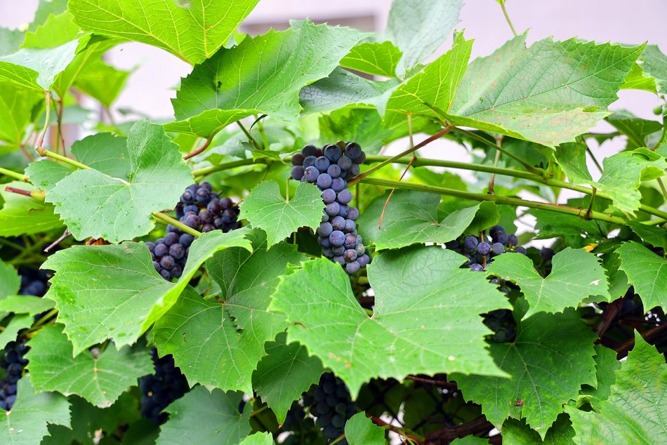 Ogród społeczny przy ul. Pomorskiej 81