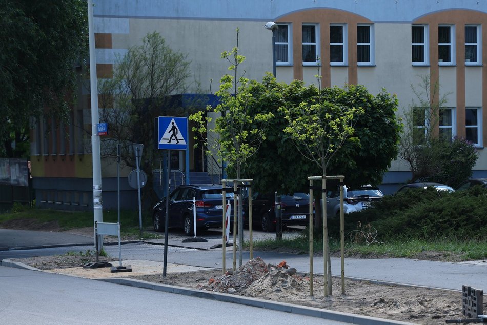 Łódź. Nowe drzewa przy ul. Bartoka na Widzewie w Łodzi