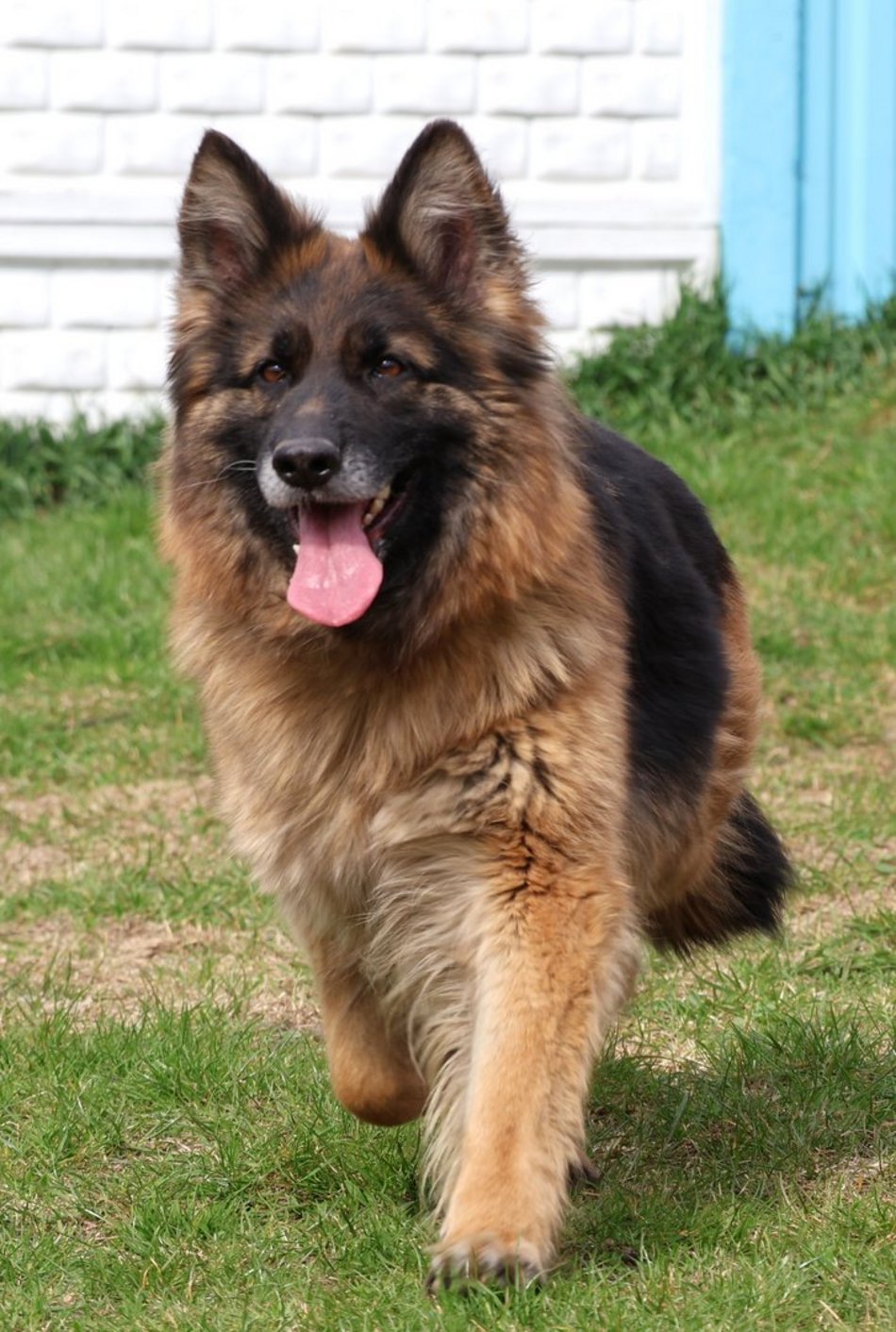 Łódź. Urocza Suzana ze schroniska w Łodzi pragnie miłości. Otwórz swoje serce i adoptuj!