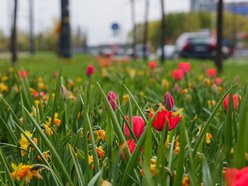 Łódź. Zielona trasa W-Z w Łodzi. Ponad 2 tysiące drzew kwitnie od Retkini po Olechów!