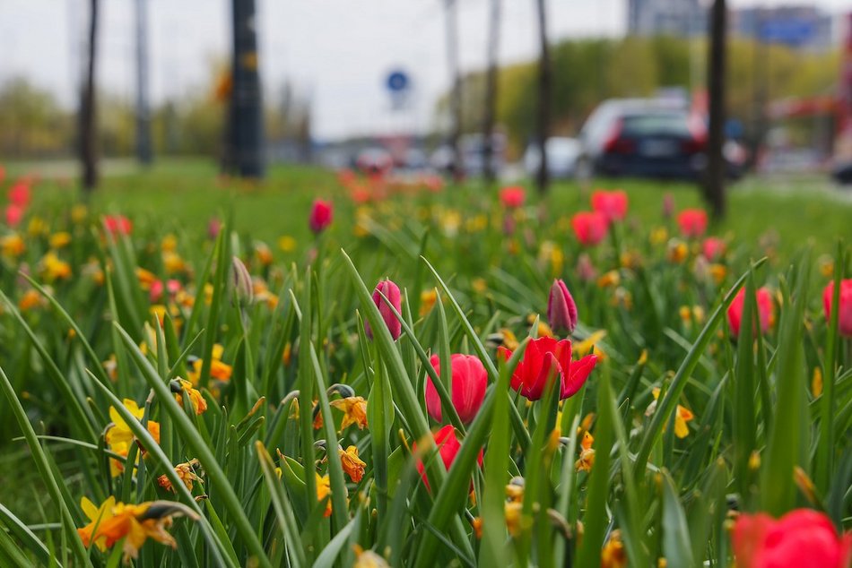 Łódź. Zielona trasa W-Z w Łodzi. Ponad 2 tysiące drzew kwitnie od Retkini po Olechów!