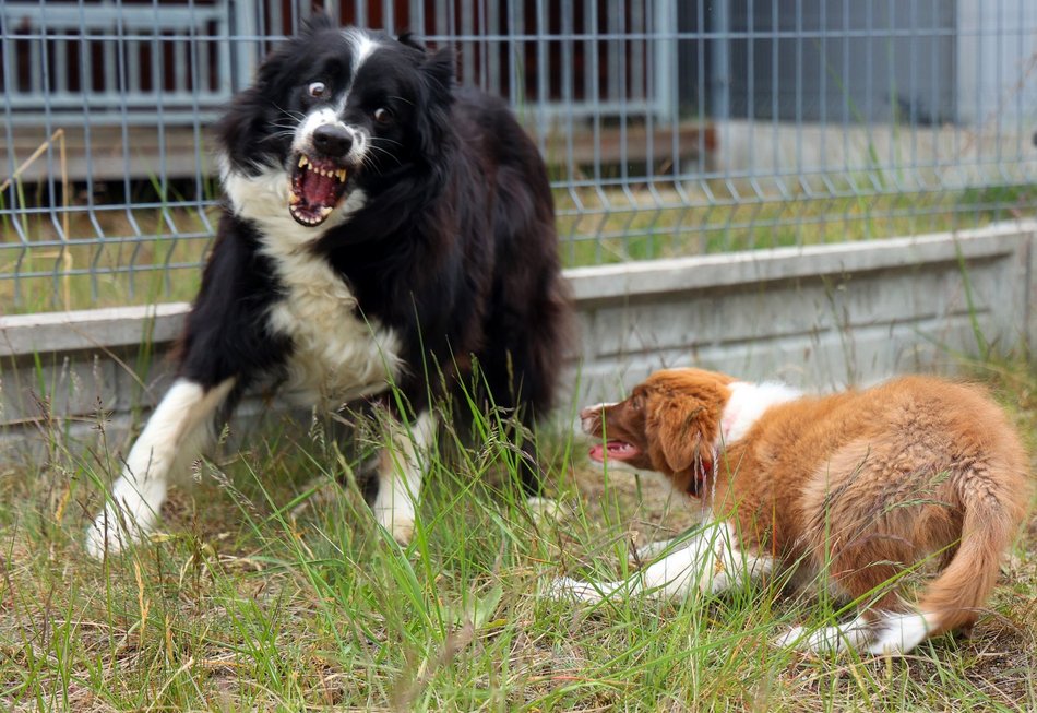 Uwierzysz, że to pracownicy lotniska w Łodzi? Psia ekipa z sokolnikiem Andrzejem Fijałkowskim na czele