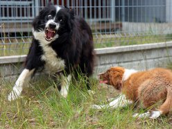 Uwierzysz, że to pracownicy lotniska w Łodzi? Psia ekipa z sokolnikiem Andrzejem Fijałkowskim na czele