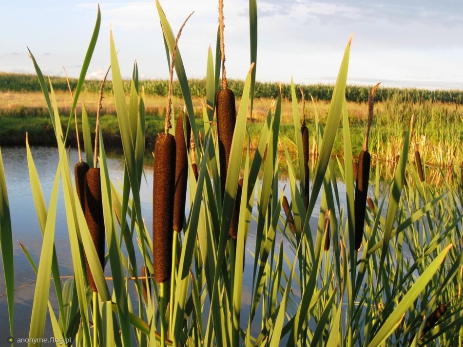 Czym są rogozie i łaguzie