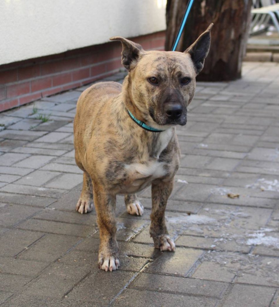 Schronisko Łódź - Eklerka