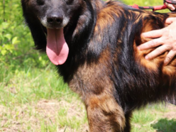 Z kanapy za kraty. Oddana Remi czeka na nową rodzinę po śmierci właściciela