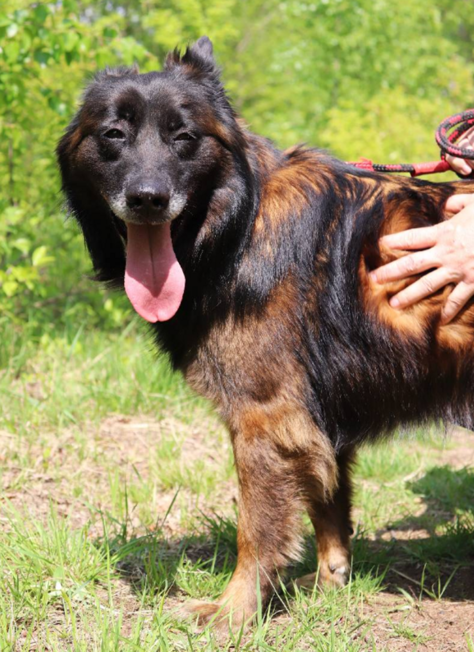 Z kanapy za kraty. Oddana Remi czeka na nową rodzinę po śmierci właściciela