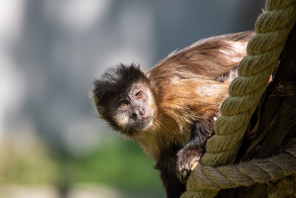 fot. mat. pras. zoo w Łodzi