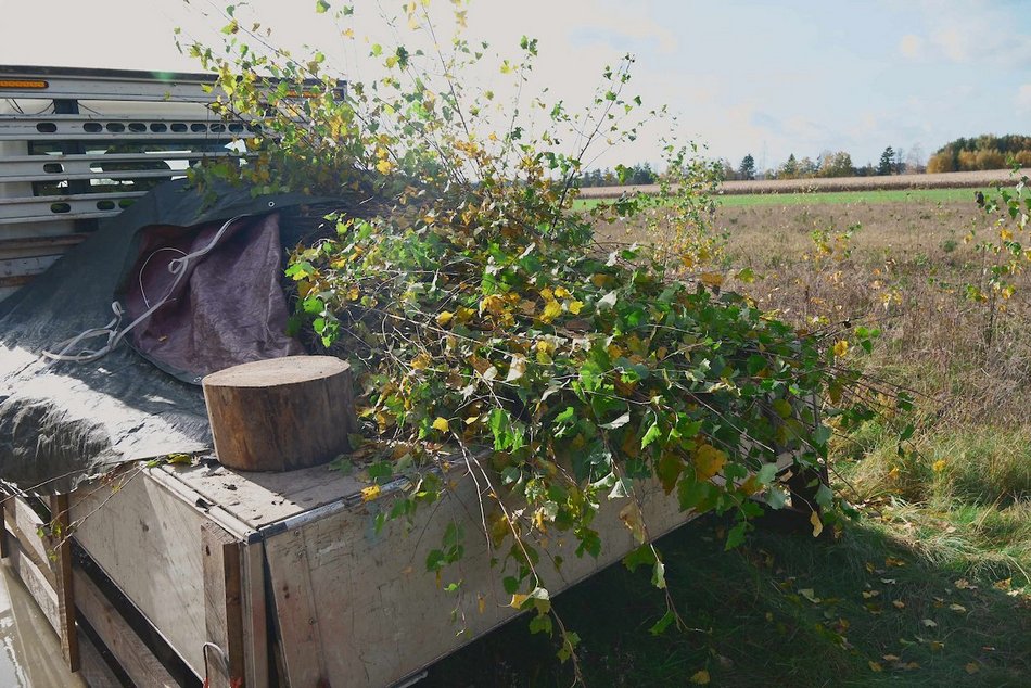 Łódź. Przybędzie aż 15 tysięcy nowych drzew