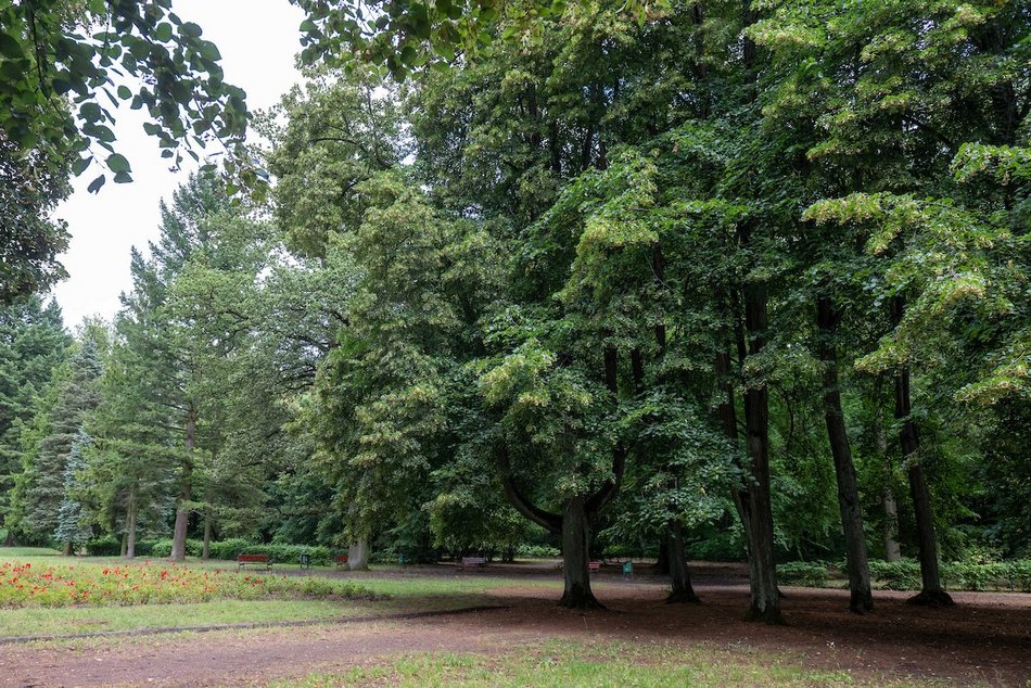 Łódź. Lipowa aleja w parku na Zdrowiu. Zielone serce Łodzi