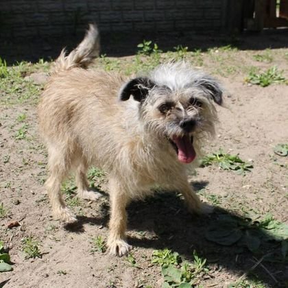 Чубака , мат. притулку в Лодзі