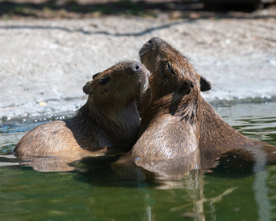 Dzień Kapibary w Orientarium Zoo Łódź