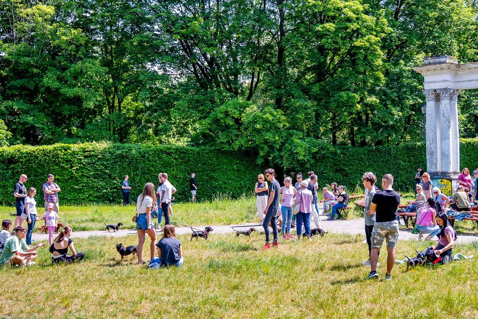 Jamnikówka w parku Poniatowskiego