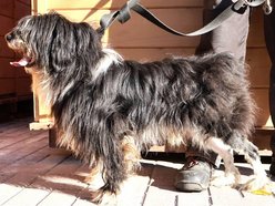 Łódź. Łaciaty ze schroniska w Łodzi to piesek po przejściach. On zasługuje na stały dom!