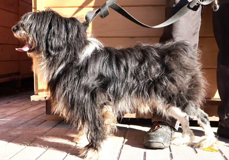 Łódź. Łaciaty ze schroniska w Łodzi to piesek po przejściach. On zasługuje na stały dom!