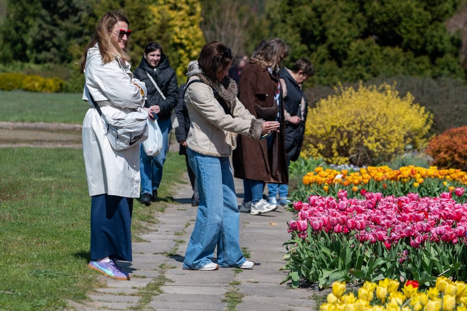 Łódź. Tysiące tulipanów w Ogrodzie Botanicznym w Łodzi. Przyjdź i zobacz je na własne oczy!