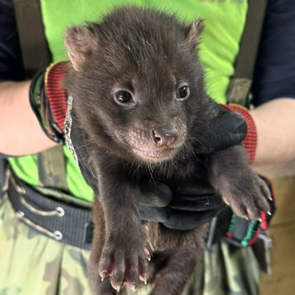 Łódź. Pies leśny