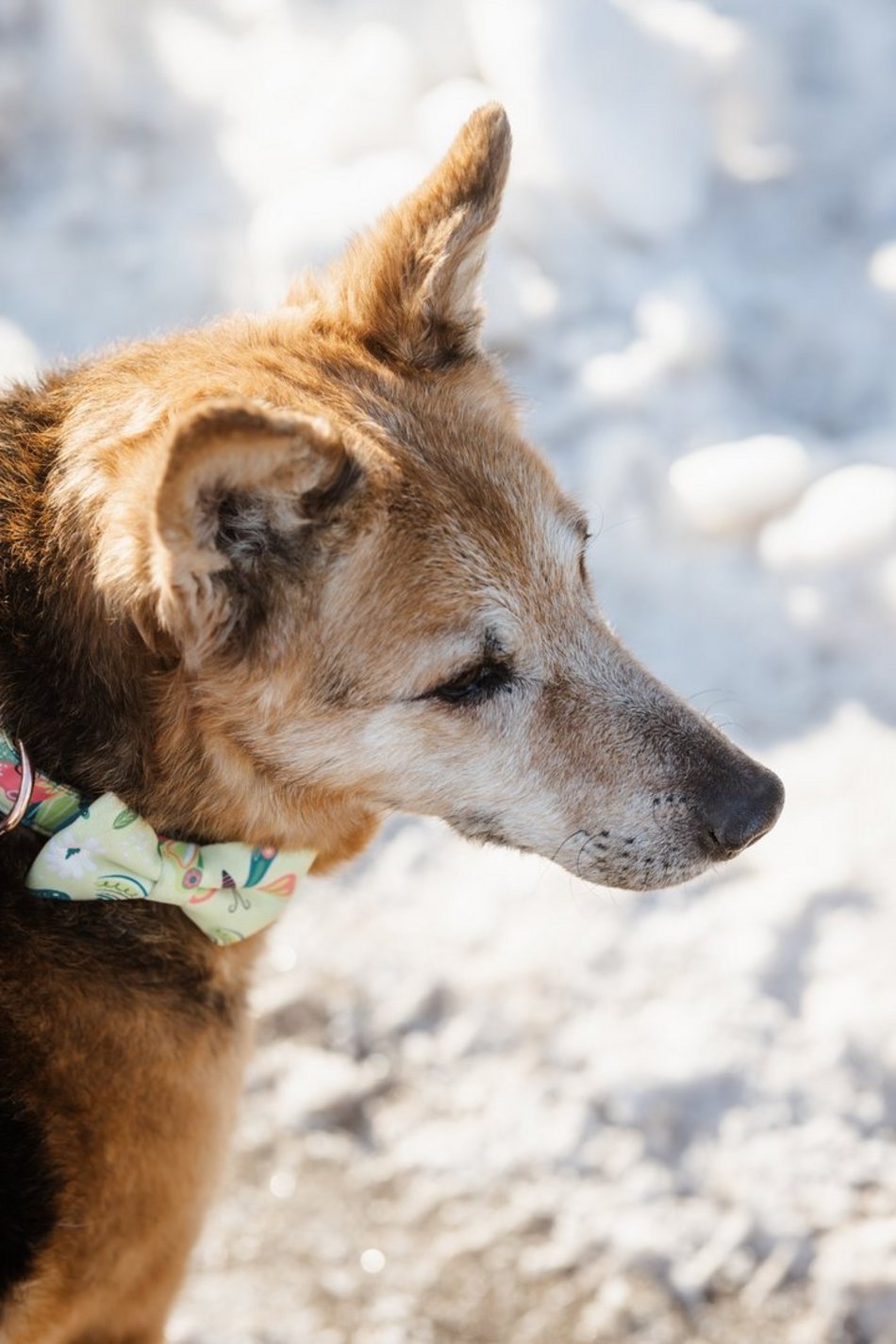 Łódź. Pani Iza i psy adoptowane ze schroniska w Łodzi