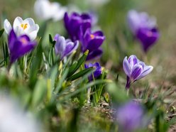 Łódź. Żonkile i krokusy opanowały Piłsudskiego. Wiosna w Łodzi w najpiękniejszym wydaniu