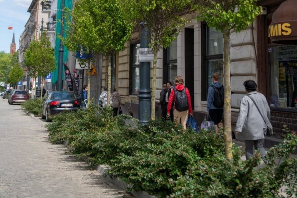 Nowe drzewa na Legionów, Nowomiejskiej i Sterlinga w Łodzi. Śródmieście coraz bardziej zielone!