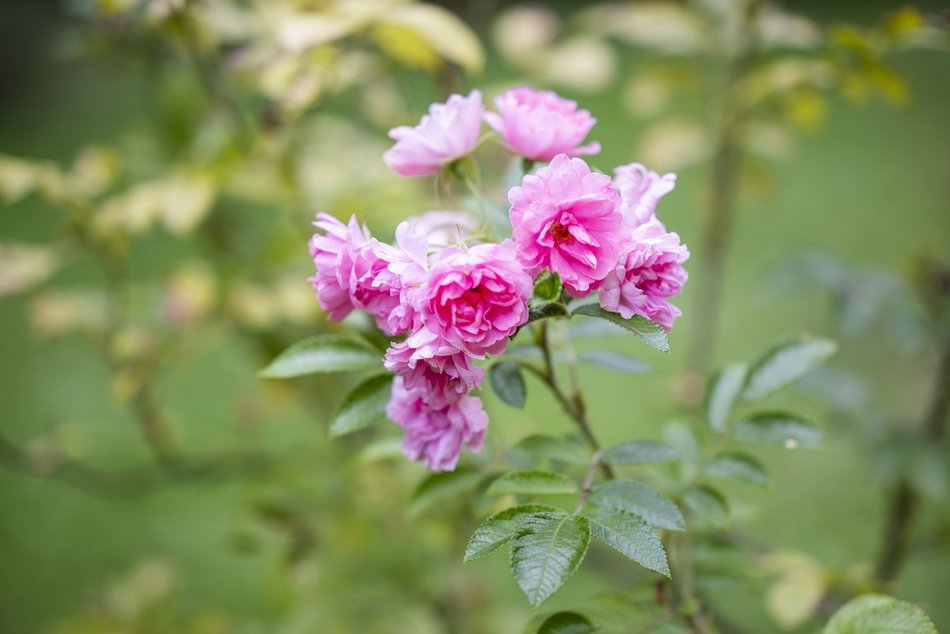 Warsztaty w Ogrodzie Botanicznym w Łodzi