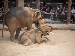 Orientarium Zoo Łódź slonie