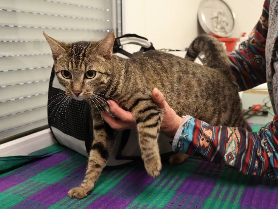 Łódź. Hela to pasażerka na gapę. W schronisku w Łodzi czeka na swój nowy dom