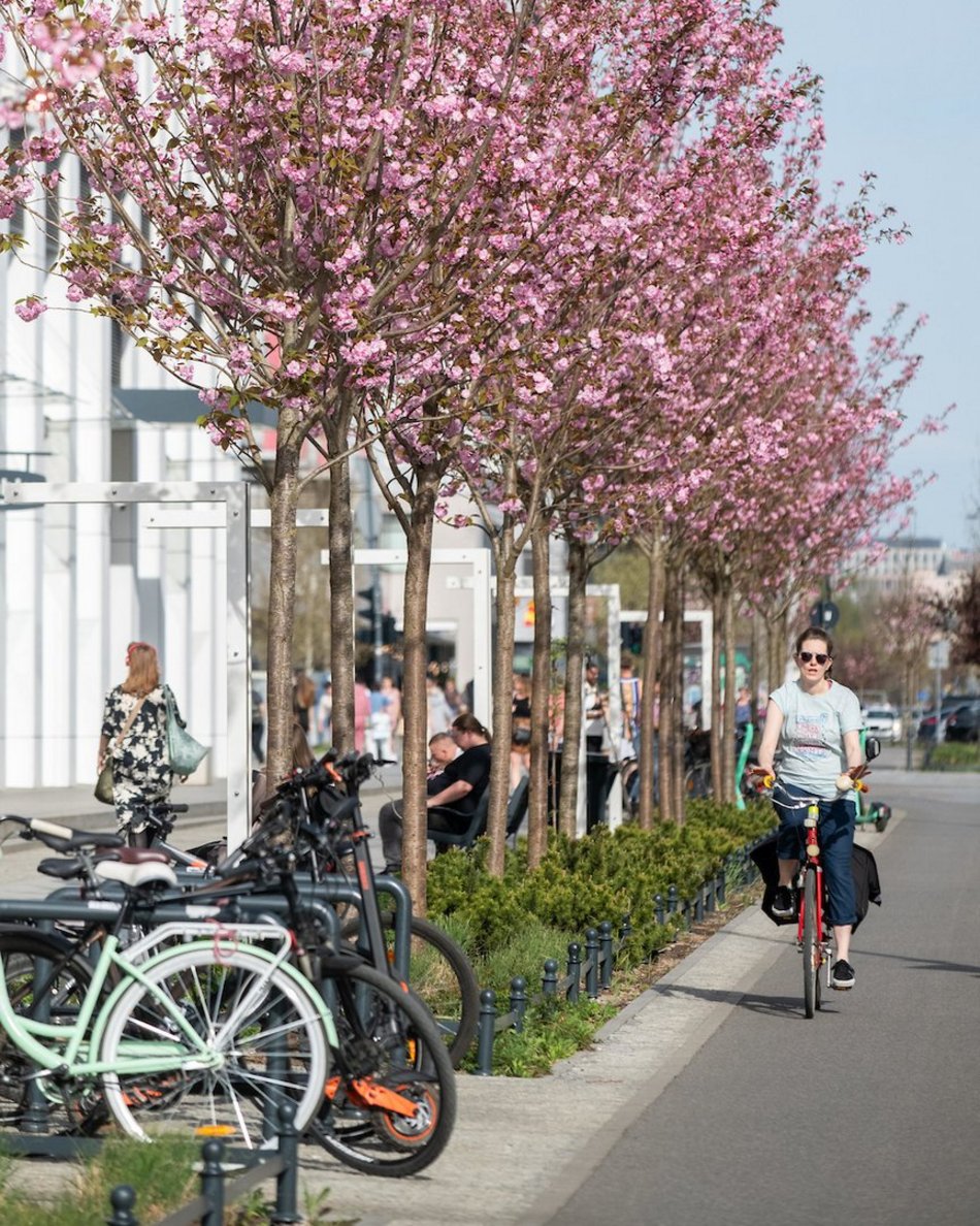 Łódź. Różowa aleja w centrum miasta. Przy Piłsudskiego zakwitły wiśnie japońskie!