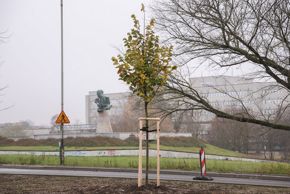 Łódź coraz bardziej zielona! Nowe drzewa pojawiły się na Górnej