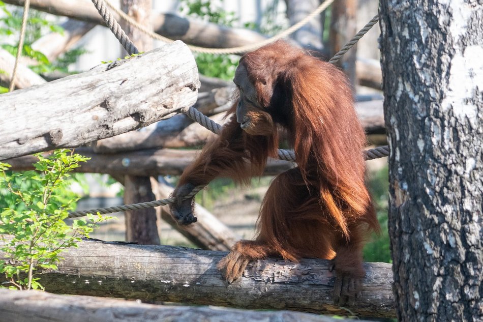 Orangutany hasają już na dworze! Nowy wybieg dla zwierzaków w Orientarium Zoo Łódź