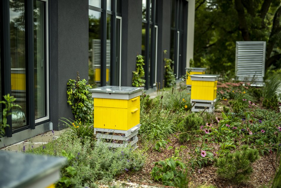 warsztaty z pszczelarstwa