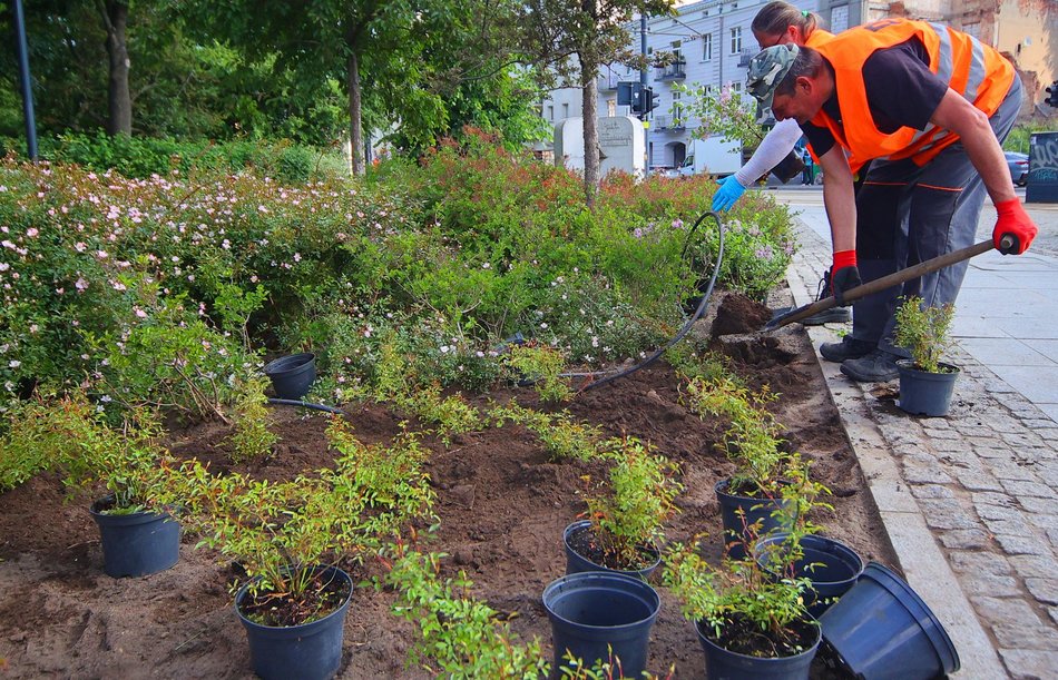 Łódź. Kolorowy bez opanował Park Moniuszki w Łodzi! Szykuje się fioletowo-biała wiosna!