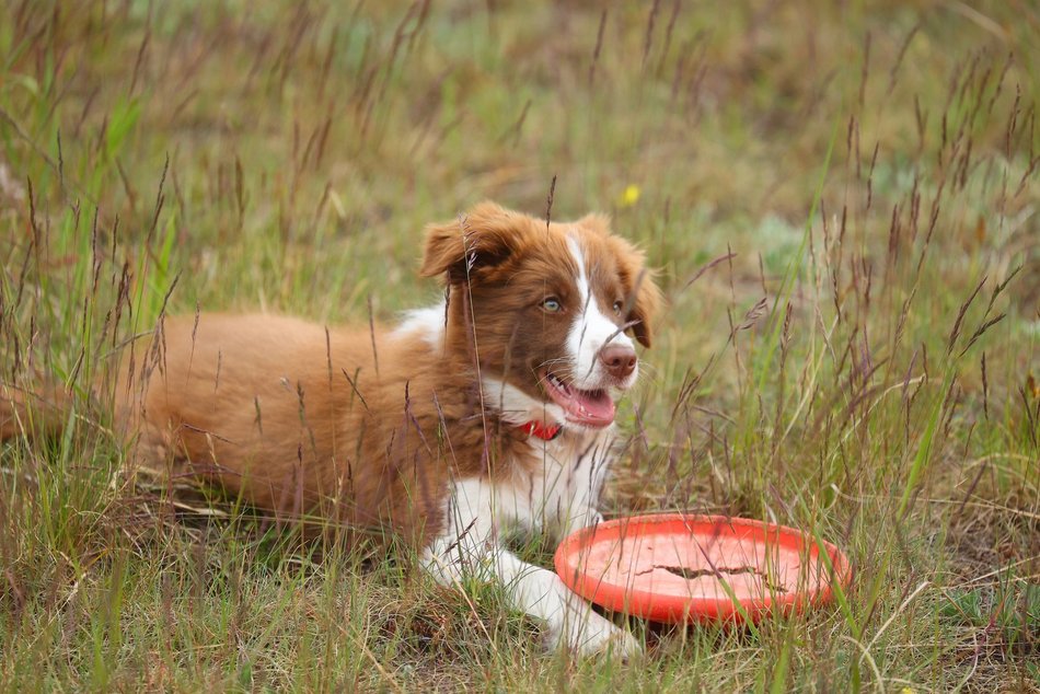 Uwierzysz, że to pracownicy lotniska w Łodzi? Psia ekipa z sokolnikiem Andrzejem Fijałkowskim na czele
