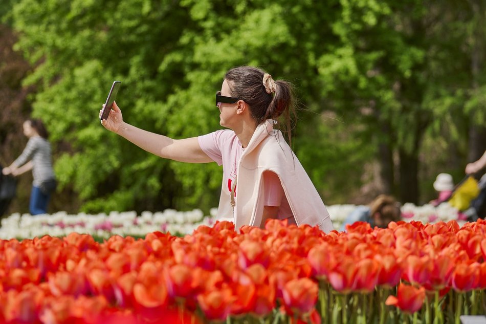 Kwitnące tulipany w Ogrodzie Botanicznym w Łodzi