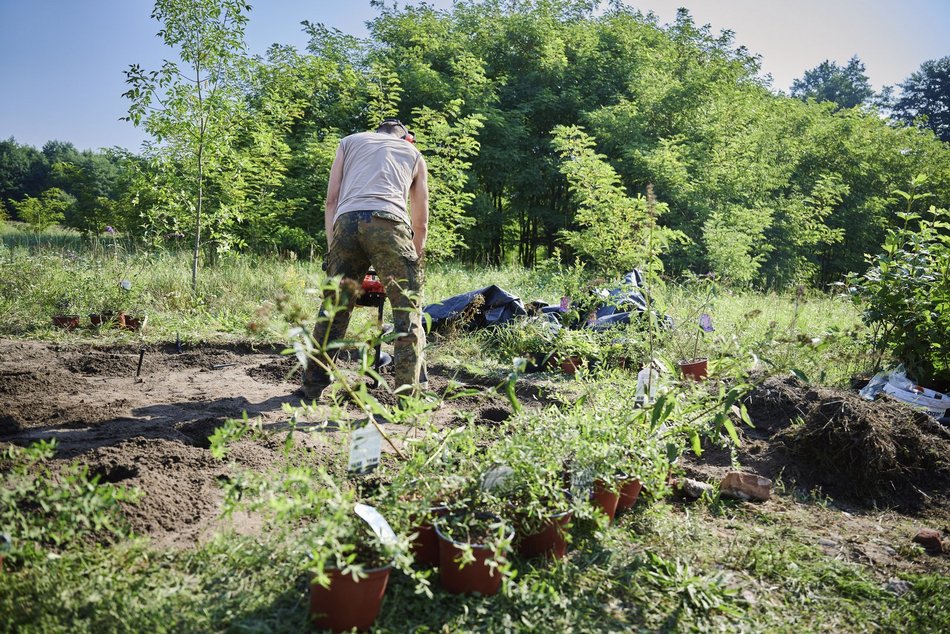 Nowy krzewy w parku nad Jasieńcem