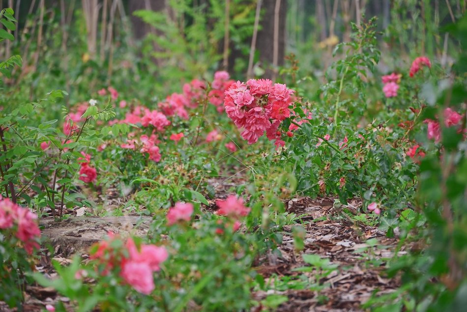 Łódź. Wrzesień w Łodzi potrafi zaskoczyć! Miasto wciąż tętni kolorami i zapachem kwiatów