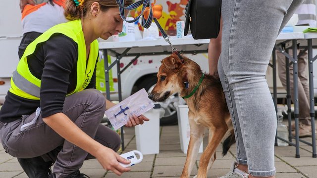 Bezpłatne chipowanie przy stadionie Widzewa Łódź. Czworonogi będą bezpieczne [ZDJĘCIA]