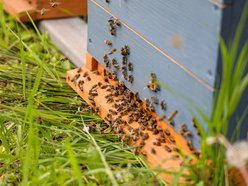Łódź. Bez nich nie ma życia. Łódź dba o pszczoły nie tylko w Światowy Dzień Pszczół