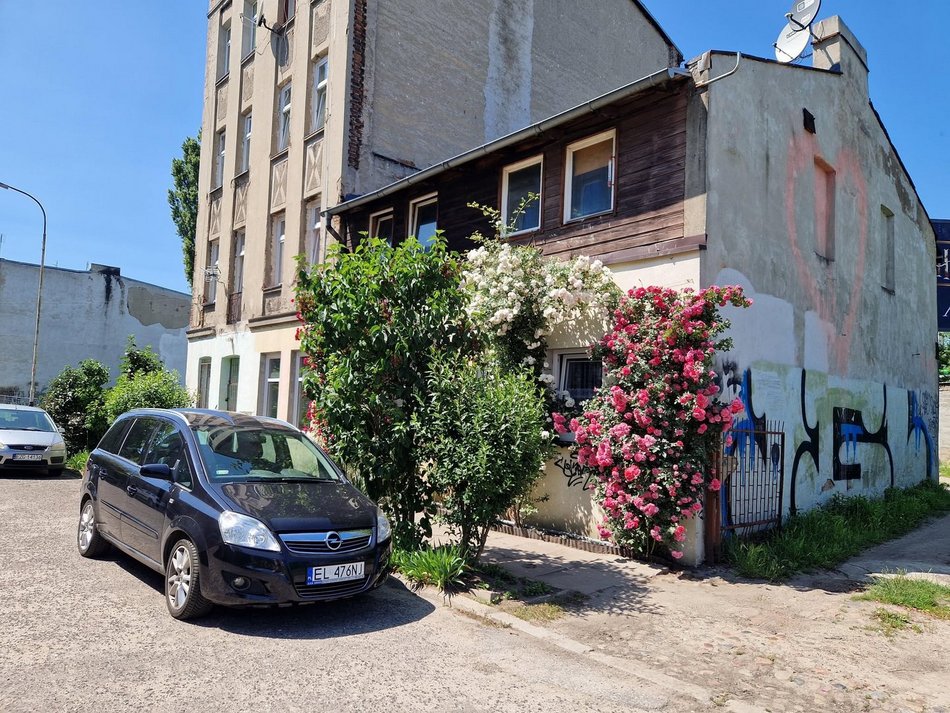 Najbardziej ukwiecony domek w Łodzi? Róże pokrywają niemal całą elewację