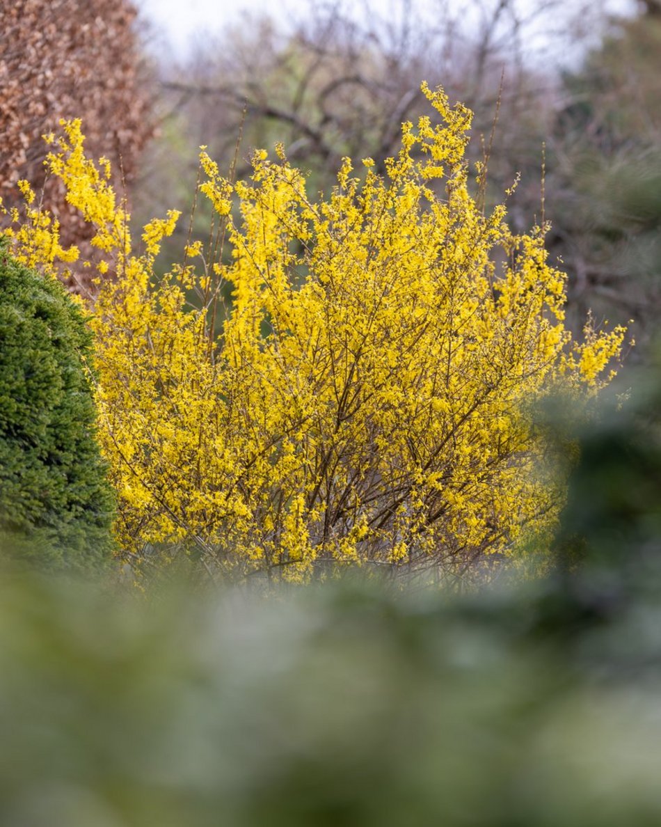 Wiosenny Ogród Botaniczny w Łodzi. Spacer wśród budzącej się do życia przyrody