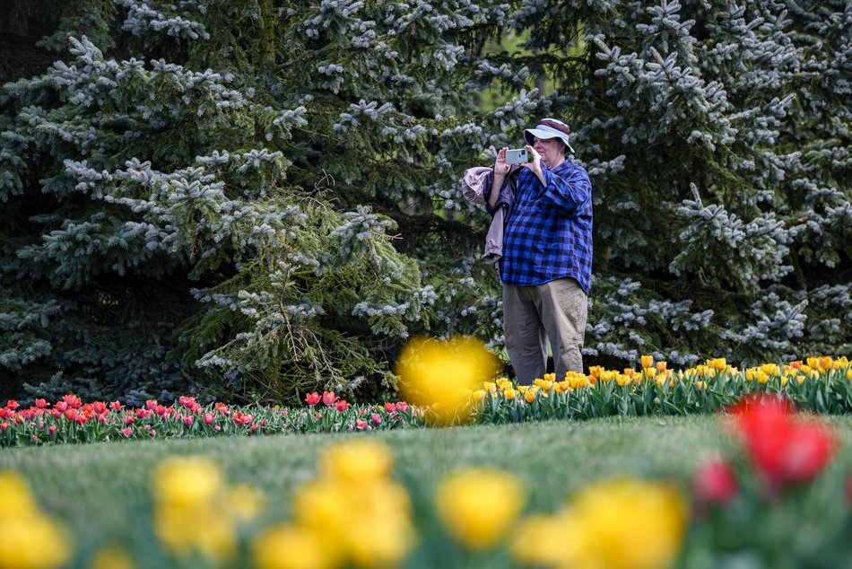 Morze tulipanów w Ogrodzie Botanicznym w Łodzi. Nie możesz tego przegapić