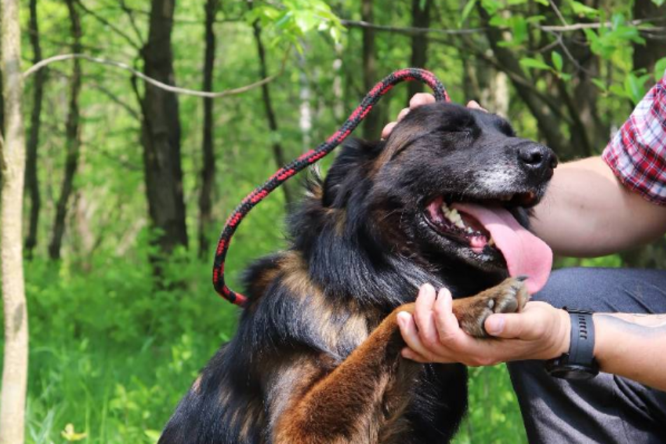 Łódź. Remi ze schroniska w Łodzi przez miesiąc była sama w opuszczonym mieszkaniu. Przygarniesz ją?