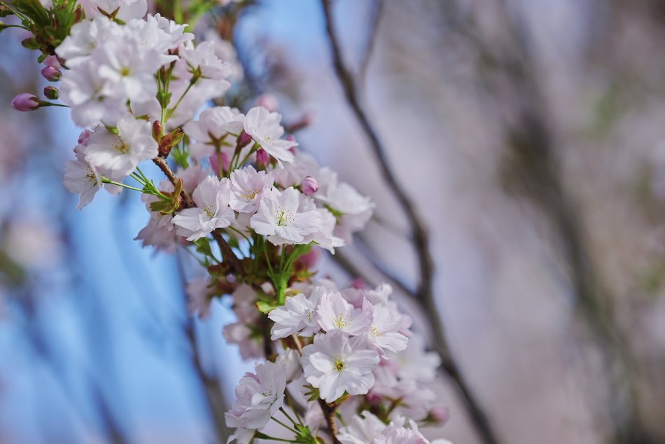 Łódź. Zobacz, jak skwer przy Kilińskiego i Rewolucji w Łodzi mieni się wszystkimi kolorami wiosny