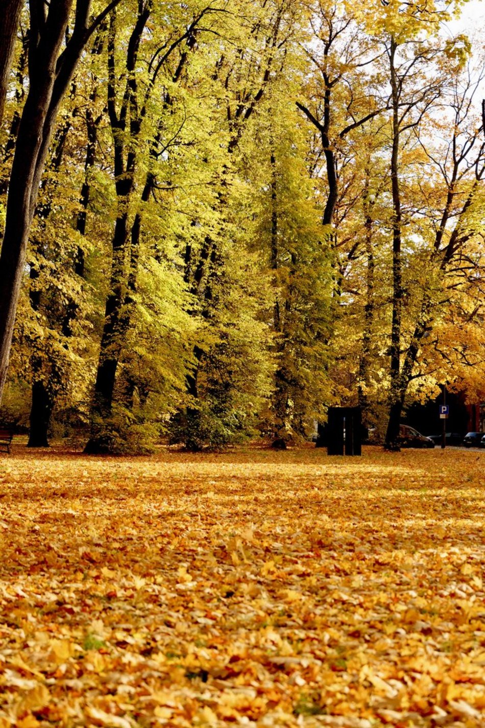 Łódź. Skwer Niemczyka w Łodzi wygląda zjawiskowo. Jesienne barwy nadają mu uroku