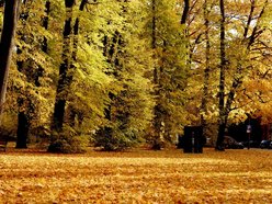 Łódź. Skwer Niemczyka w Łodzi wygląda zjawiskowo. Jesienne barwy nadają mu uroku