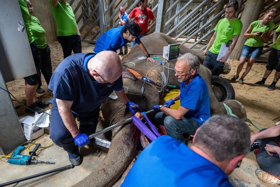 Sensacyjne wieści z Orientarium Zoo Łódź! Operacja słonia indyjskiego udana!