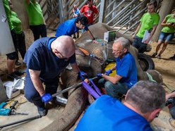 Sensacyjne wieści z Orientarium Zoo Łódź! Operacja słonia indyjskiego udana!