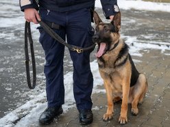 Dwa psy służbowe zasiliły szeregi Komendy Miejskiej Policji w Łodzi